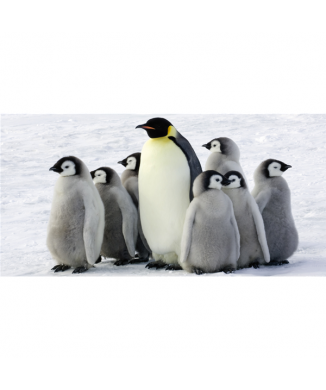 Tableau PINGOUINS G2018 PINTDECOR