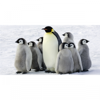 Tableau PINGOUINS G2018 PINTDECOR