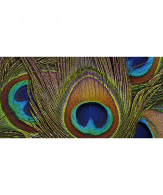 Peinture PLUMES DE PAON G2078 PINTDECOR
