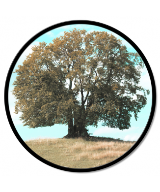 Cadre CHÊNE GT6218 PINTDECOR