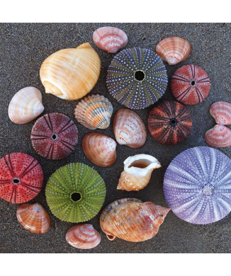 Cadre HAIES ET COQUILLAGES G2044 PINTDECOR