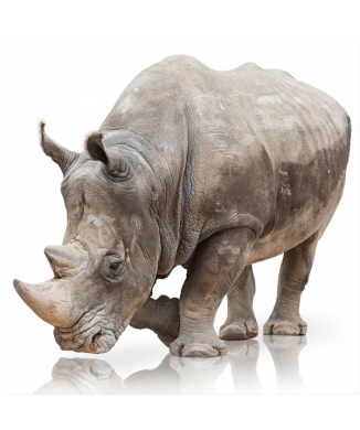 Cadre RINO G3330 PINTDECOR