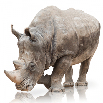 Cadre RINO G3330 PINTDECOR