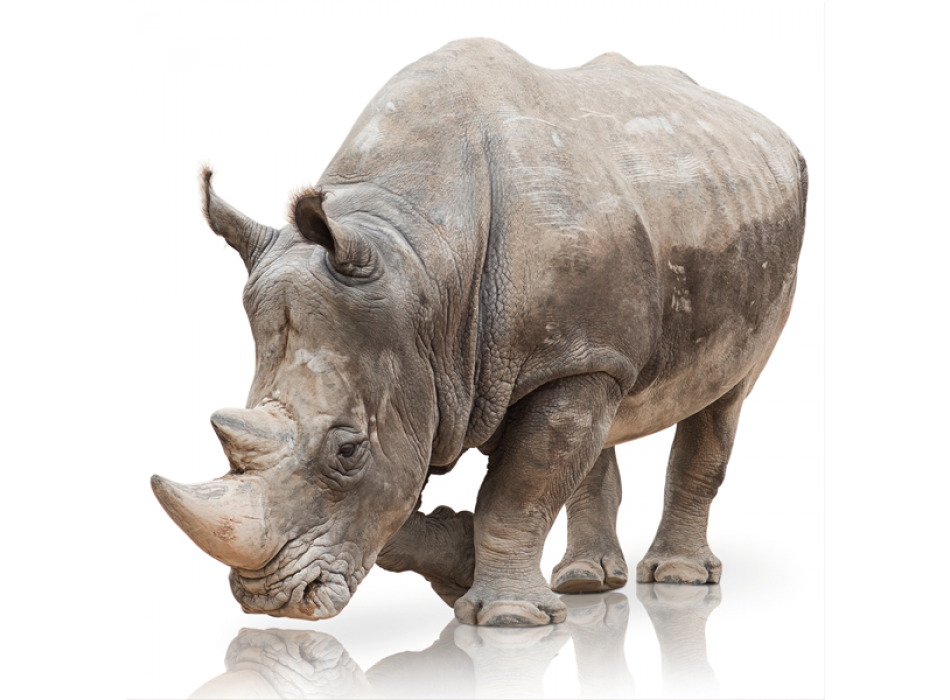 Cadre RINO G3330 PINTDECOR