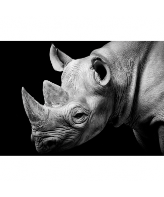 Cadre RHINOCEROS G2026 PINTDECOR