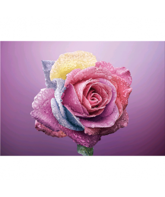 Cadre COULEUR ROSE G5268 PINTDECOR