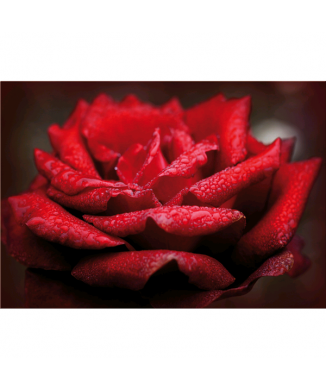 Cadre ROSE EN ROUGE G5196 PINTDECOR