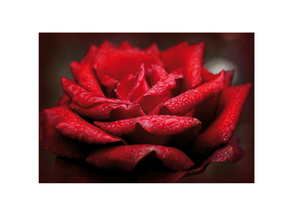 Cadre ROSE EN ROUGE G5196 PINTDECOR