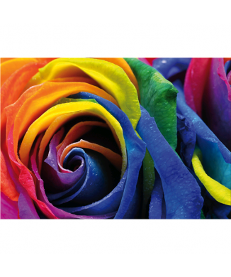 Photo ROSE MULTICOLORE G5274 PINTDECOR