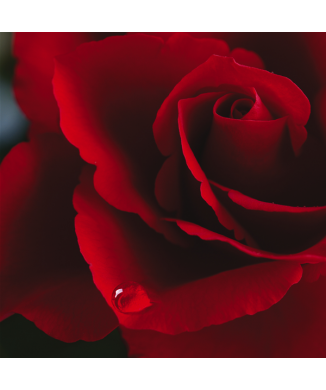 Cadre RED ROSE G1158 PINTDECOR