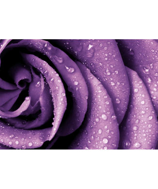 Cadre MORNING DEW G4212 PINTDECOR