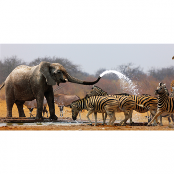 Cadre SAVANNA G1514 PINTDECOR