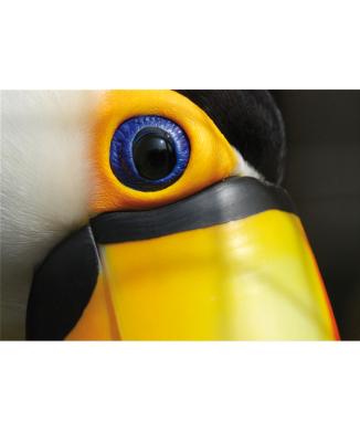 Image TOUCAN G3268 PINTDECOR