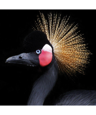 Peinture BIRD Crest G2066 PINTDECOR