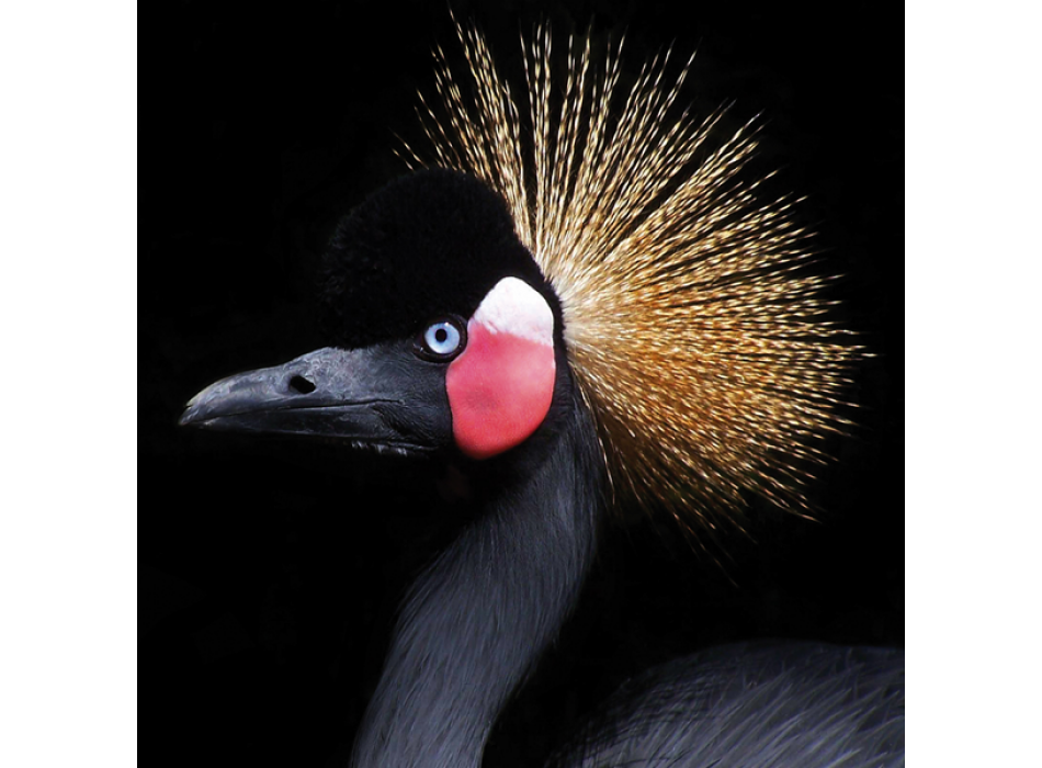 Peinture BIRD Crest G2066 PINTDECOR