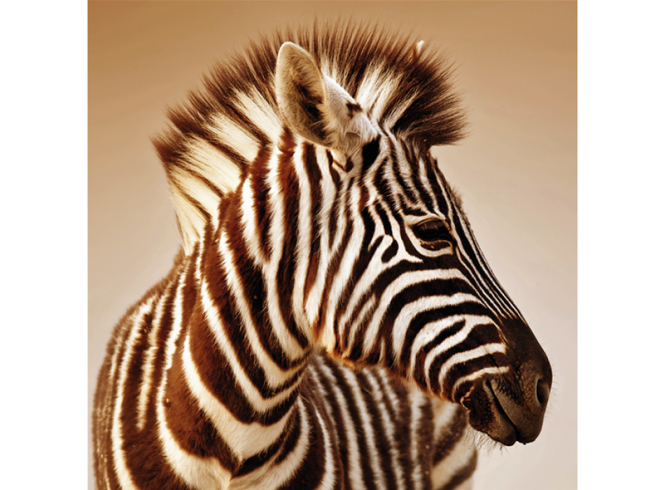 Cadre ZEBRA G2024 PINTDECOR