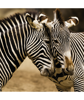 Cadre ZEBRE G1566 PINTDECOR