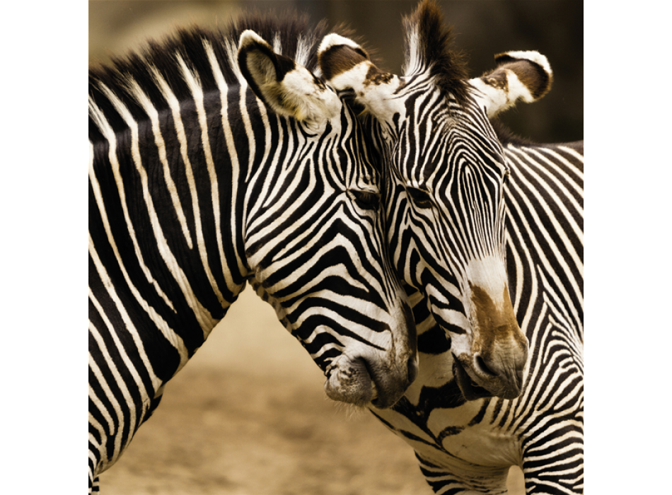 Cadre ZEBRE G1566 PINTDECOR